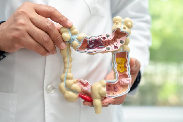intestine-appendix-and-digestive-system-doctor-h-2025-02-24-18-02-08-utc (1) (1)